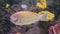 Pale yellow fish swimming