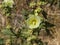 Pale yellow flower on Hollyhock, Alcea Rugosa, close-up with bokeh background, selective focus, shallow DOF