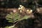 Pale yellow flowers of Acacia terminalis known locally as sunshine wattle