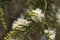 Pale yellow flowers and buds of an unidentified australian wattle