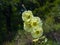 Pale yellow flowers on Hollyhock, Alcea Rugosa, close-up with bokeh background, selective focus, shallow DOF