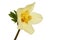 Pale yellow hellebore