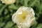 Pale yellow hybrid globeflower flower in close up