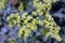 Pale Yellow Limonium sinuatum in Bloom