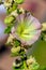 Pale yellow and pink flower and seeds capsules of blooming Common Hollyhock (alcea Rosea).