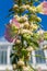 Pale yellow and pink flower and seeds capsules of blooming Common Hollyhock (alcea Rosea).