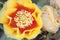 Pale Yellow Prickly Pear Cactus Flowers