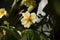 Pale yellow primrose primula flower, blooming in dappled spring sunlight with shadows, close-up view