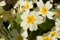 Pale yellow primrose primula flowers, blooming in the spring sunshine, close-up view