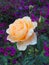 Pale Yellow Rose Growing in Purple Flower Bed