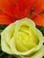 Pale Yellow Rose opens in garden by orange Lily