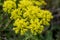 Pale Yellow Sulphurflower Blooms Along Trail in Rocky Mountain