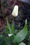 Pale yellow tulip in home green garden