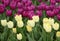 Pale yellow tulips over blur purple tulips