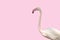 Paled pink color flamingo bird neck and head with pink background