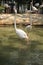 Paled pink color flamingo bird standing in the water