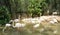 Paled pink color flamingo bird standing in the water