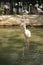 Paled pink color flamingo bird standing in the water