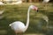 Paled pink color flamingo bird standing in the water