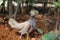 Palembang, south sumatera, chicken looking for food