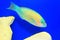 Palenose Parrotfish