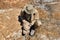 Paleontologist brushes a rounded ovoid fossil in a desert