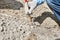 Paleontologist`s hand with brush cleansing fossil bone from sand