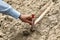 Paleontologist`s hand with brush cleansing fossil bone from sand