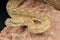 Palestine saw-scaled viper / Echis coloratus