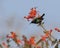 The Palestine sunbird on the blue sky background