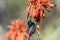 The Palestine sunbird Cinnyris osea, male, feeding on red flowers, Israel