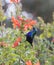 The Palestine sunbird feeding on red flowers