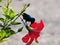 The Palestine Sunbird on a Hibiscus Karkade