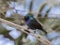 The Palestine sunbird, male, perched on the tree branch at  Beer Sheva`s park, Israel