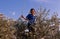 A Palestinian boy in an olive grove, Palestine.