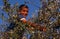 A Palestinian boy working in an olive grove, Palestine