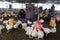 Palestinian men inspects chickens on his farm after winds and rain that lasted for several days, causing the death of a large numb