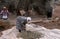 Palestinian women harvesting olives, Palestine