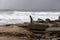 Palestinians are on the seashore during the entry of rain storm clouds and polar weather in Gaza Strip