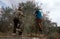 Palestinians working in an olive grove.