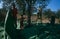 Palestinians working in an olive grove.