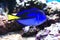 Palette surgeonfish