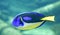 Palette Surgeonfish