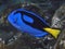 Palette surgeonfish