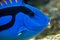 Palette surgeonfish - Pacific Blue Tang, close up