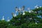 Palican colony. Spot-billed Pelican, elecanus philippensis, from Sri Lanka. Bird in fly with blue sky. White Pelican in flight wit