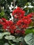 Palicourea exiguiflora, Princeville Botanical Gardens, Kauai, Hawaii, USA