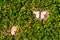 Palisade overgrown with green ivy and decorated with pink butterflies, Garden background