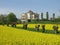 Palladio\'s Villa La Rotonda in spring with a rapeseed field