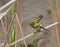 Pallas \' Boszanger, Pallas\'s Leaf-Warbler, Phylloscopus proregulu